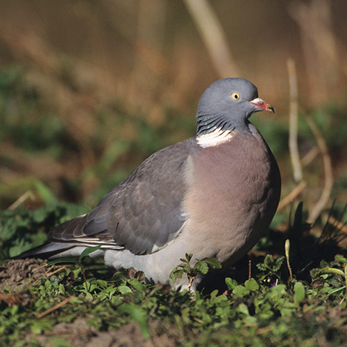 URGENT : Exprimez-vous contre le classement « nuisible » du pigeon ramier en Ardèche