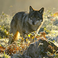 Les anti-loups ont peur des peluches, pas du ridicule !