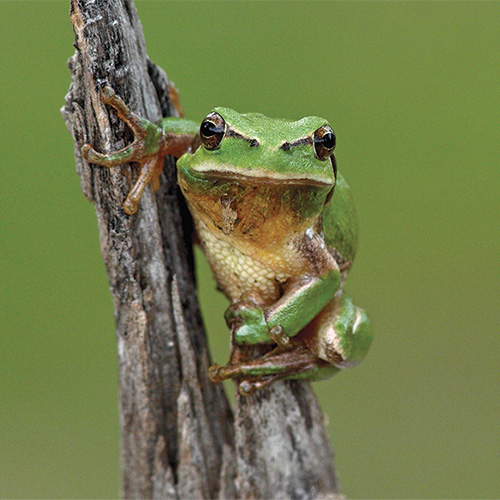 L'ASPAS et La Salamandre se mouillent pour les amphibiens !