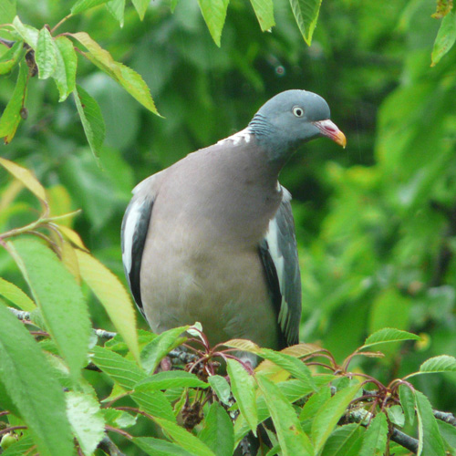 Chasse au pigeon ramier en Ardèche : les associations interpellent le préfet