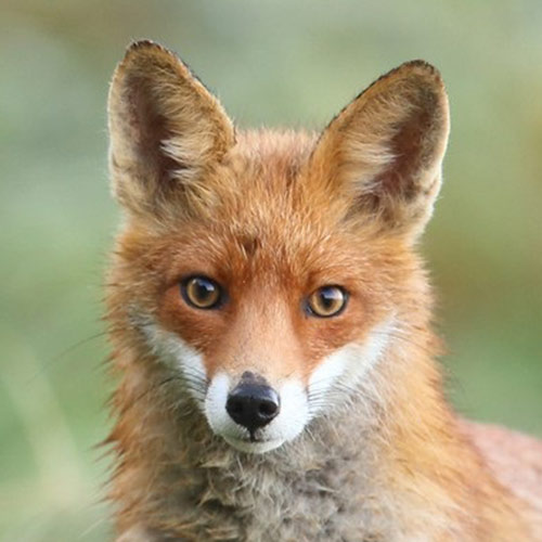 Victoire pour les renards, une de plus !