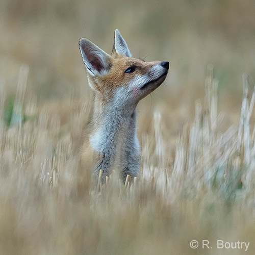 URGENT : Exprimez-vous contre la destruction des animaux sauvages !