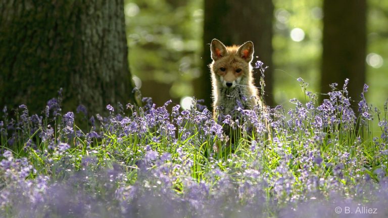 Tirs de nuit de renards - le préfet de l’Oise débouté grâce à l’ASPAS !