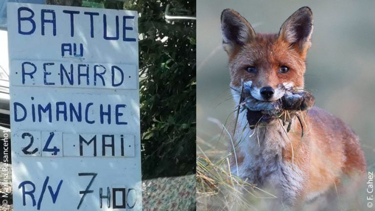 Non, l’ASPAS n'a pas appelé à perturber une battue aux renards !