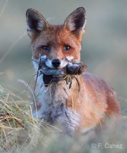 L’État défend les renards ! Avant d’autoriser leur piégeage...