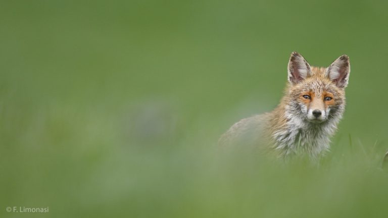 Éradiquer les renards… Le plan morbide du maire et des chasseurs de l’Île aux Moines (56)