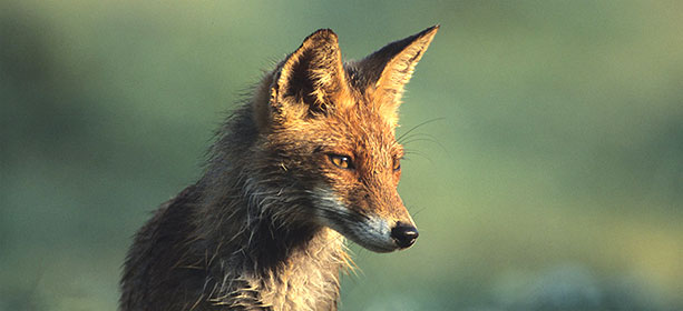 "J'aime les renards !", la nouvelle action de l'ASPAS pour les enfants