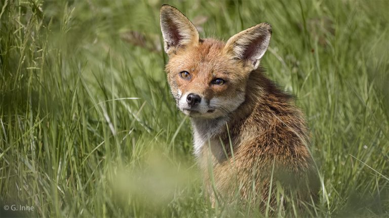 Covid-19 : la France en état d'urgence pour autoriser la chasse dès le 1er juin !