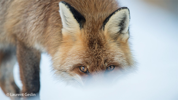 Un renard, c’est quelqu’un