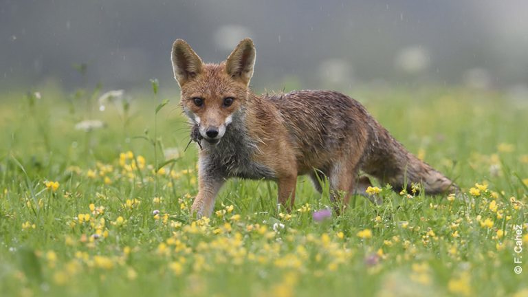 Le préfet du Cher prépare un nouveau massacre de renards !