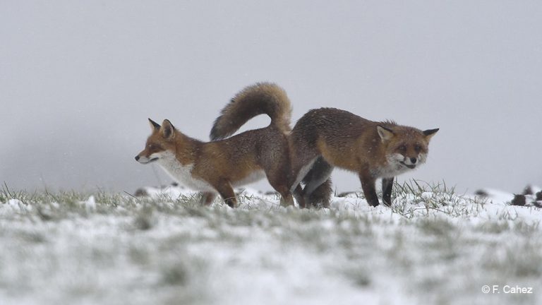 Ardennes : les chasseurs appellent au massacre des renards en plein rut !