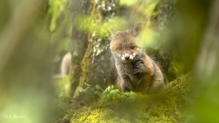 Le projet "Protégeons les renards" de l’ASPAS, sélectionné par l’ONG "1% pour la planète"