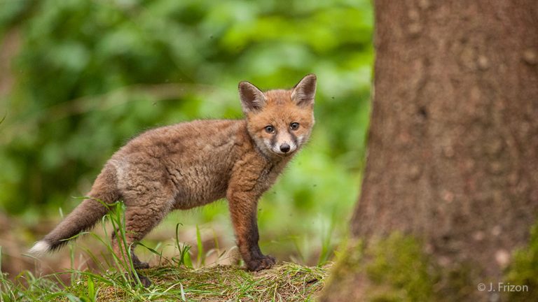 Devant les enfants, les chasseurs du Jura ne disent pas qu’ils massacrent les renards