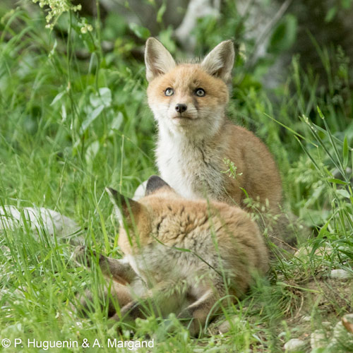 Encore une victoire pour le renard dans le Grand Est !