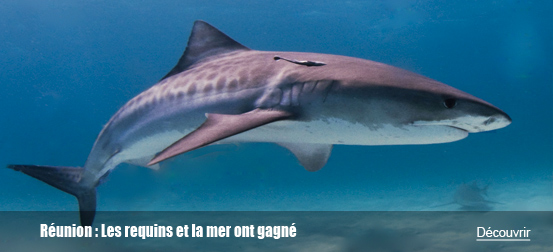 Réunion : Les requins et la mer ont gagné face aux décisions hâtives de l’administration