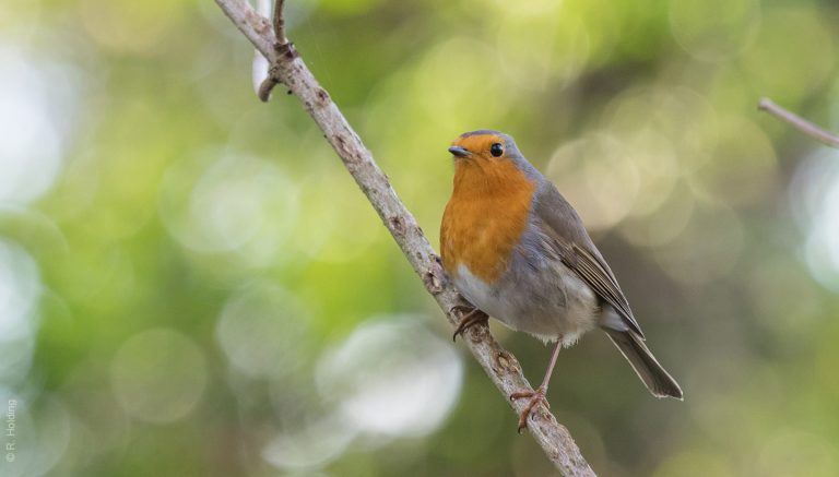 Brochettes de rouge-gorges : un braconnier lourdement condamné !