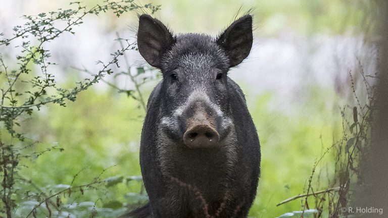 Deux élevages clandestins de "cochongliers" mis à jour en Normandie