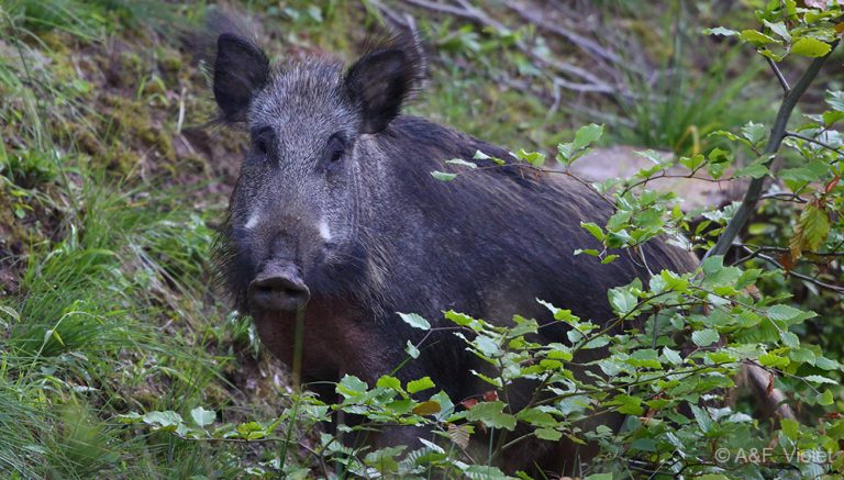 Willy Schraen veut "ouvrir la chasse aux sangliers du 1er janvier au 31 décembre"