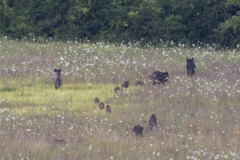 Jouer de la musique pour éloigner les sangliers : délit d'entrave à la chasse ?