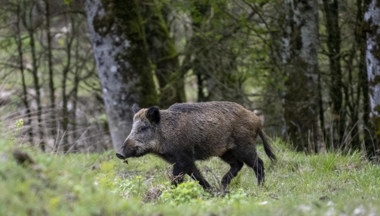 Vercors Vie Sauvage : opération sauvetage des animaux de l’ancien enclos de chasse !