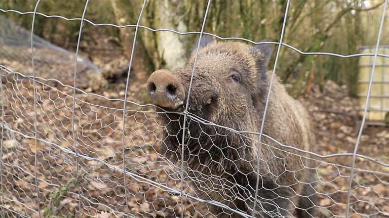 En Sologne, l’État veut mettre fin aux enclos de chasse… pour le bien de la chasse !