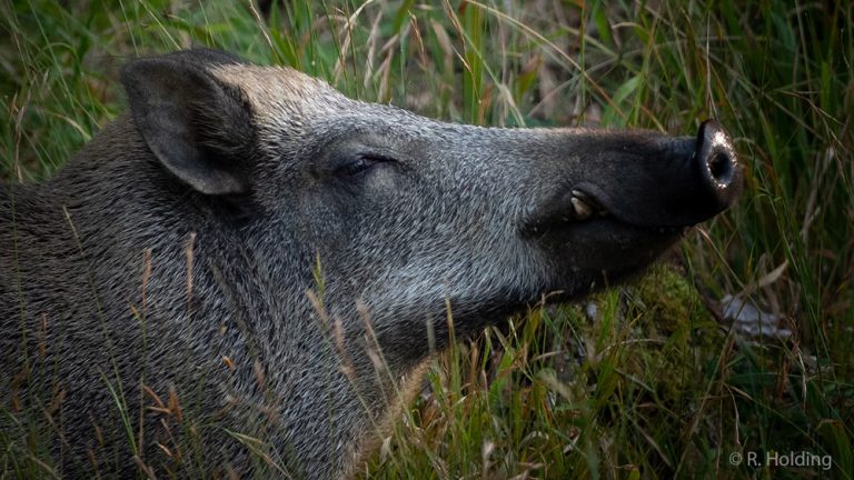 La peste porcine, le virus qui tue les sangliers et affole les chasseurs