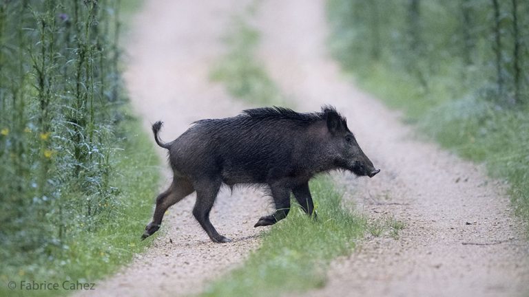 Sangliers : pourquoi il faut dire NON à la prolongation de la chasse !