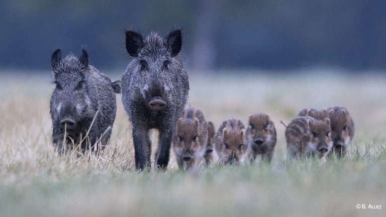 Les chasseurs piégés par les sangliers !