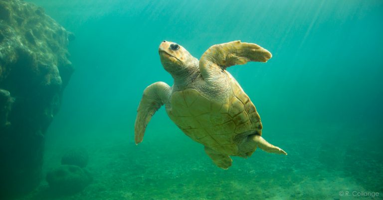 Mayotte : de la prison ferme pour des braconniers de tortue