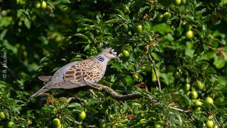 La tourterelle des bois, espèce menacée, hélas à nouveau chassée…