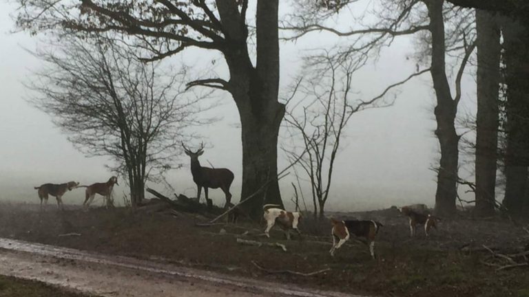 Chasse à courre interdite dans la forêt d'Avaugour !