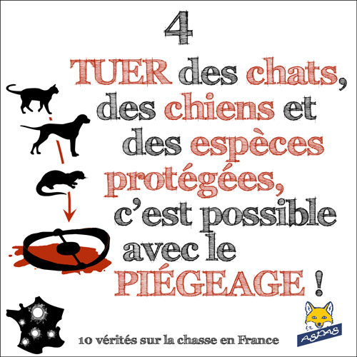 Vérité sur la chasse en France 4/10 : Tuer des chats, des chiens et des animaux protégées, c'est possible avec le piégeage !