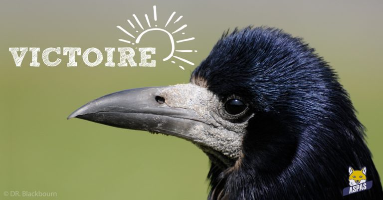 Victoire pour les corvidés de Haute-Saône !