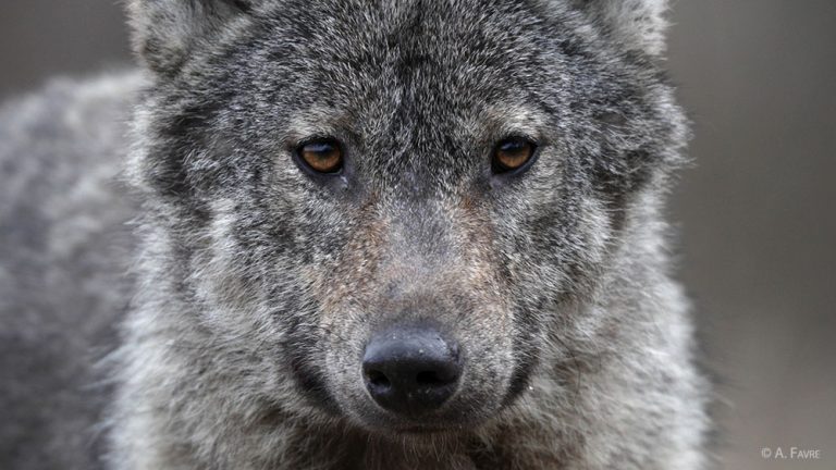 Destructions de loups : dites NON au nouveau projet du gouvernement ! 