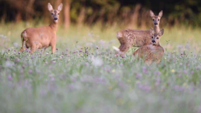 Engagement animaux 2022 : CAP sur les Présidentielles