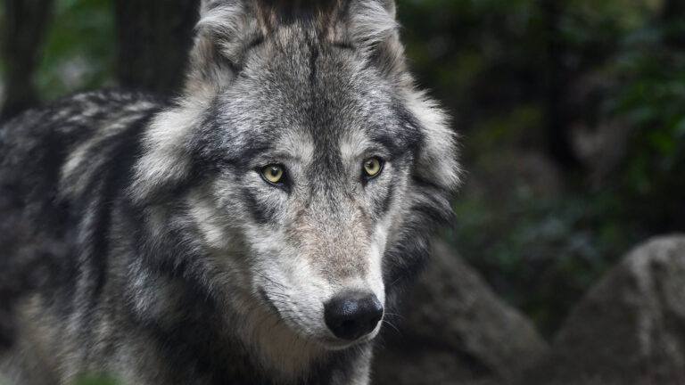 La CJUE sanctionne la chasse des loups en Espagne