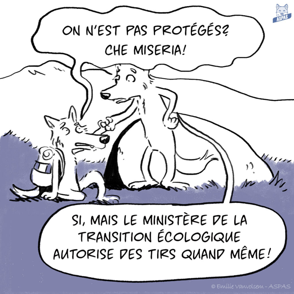 BD - Quand un loup italien rend visite à son cousin français...