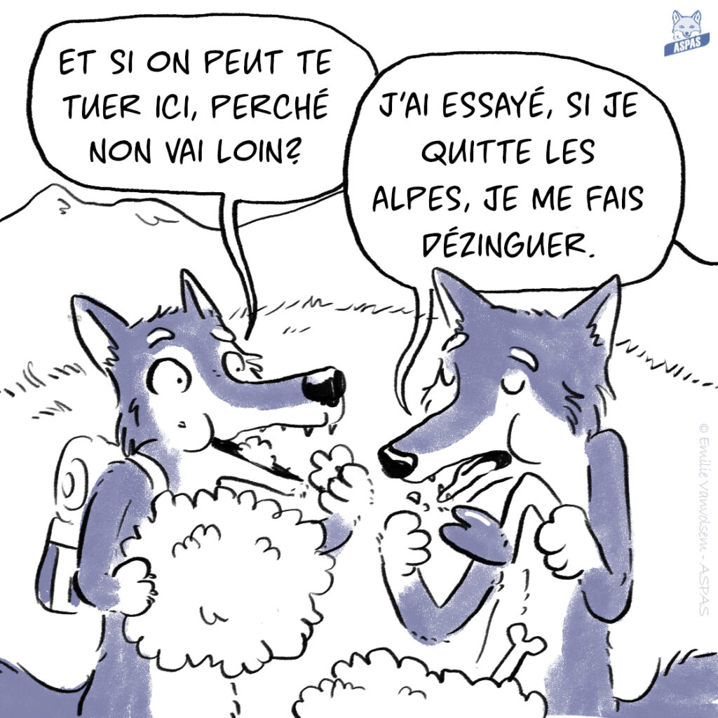 BD - Quand un loup italien rend visite à son cousin français...