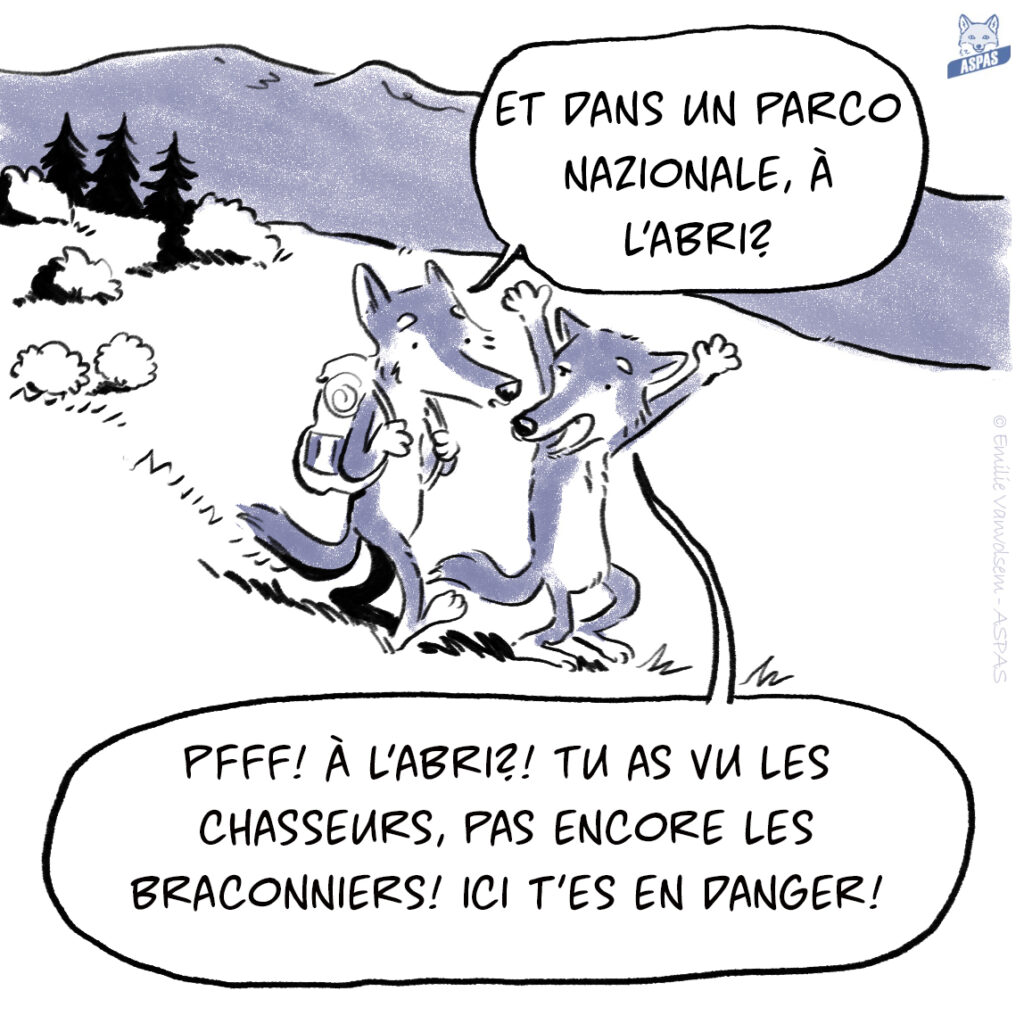 BD - Quand un loup italien rend visite à son cousin français...