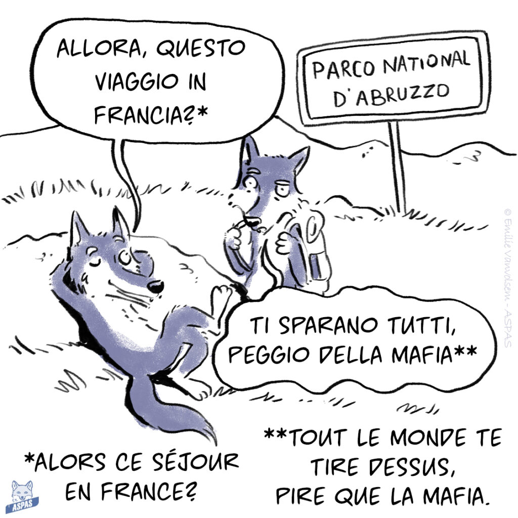 BD - Quand un loup italien rend visite à son cousin français...