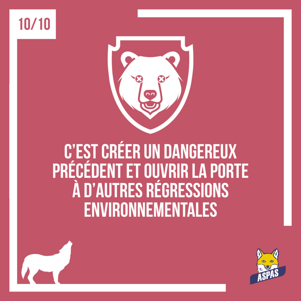 Des loups moins protégés : ce que ça changerait pour eux, et pour nous... 