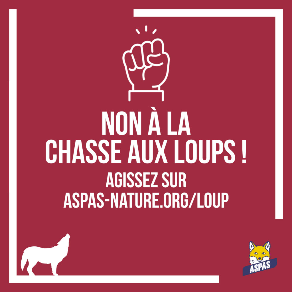 Des loups moins protégés : ce que ça changerait pour eux, et pour nous... 