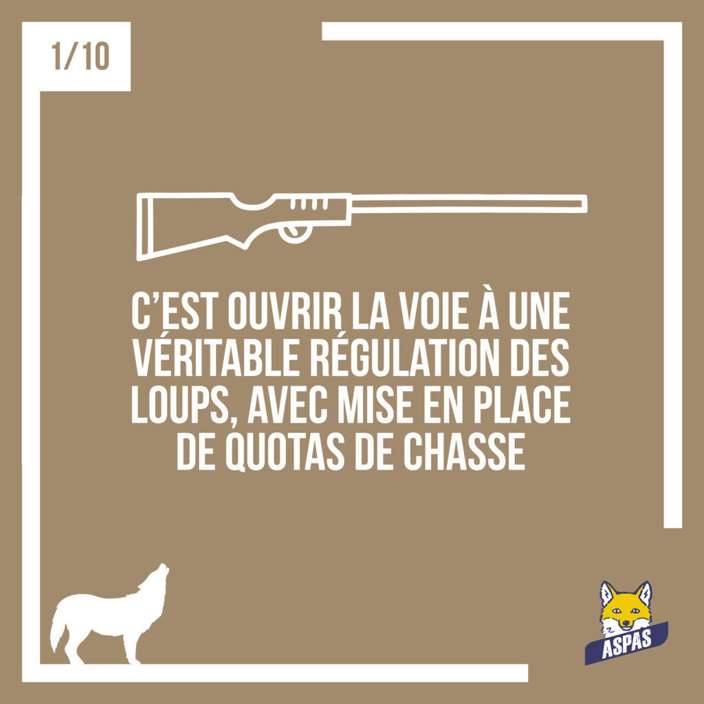 Des loups moins protégés : ce que ça changerait pour eux, et pour nous... 