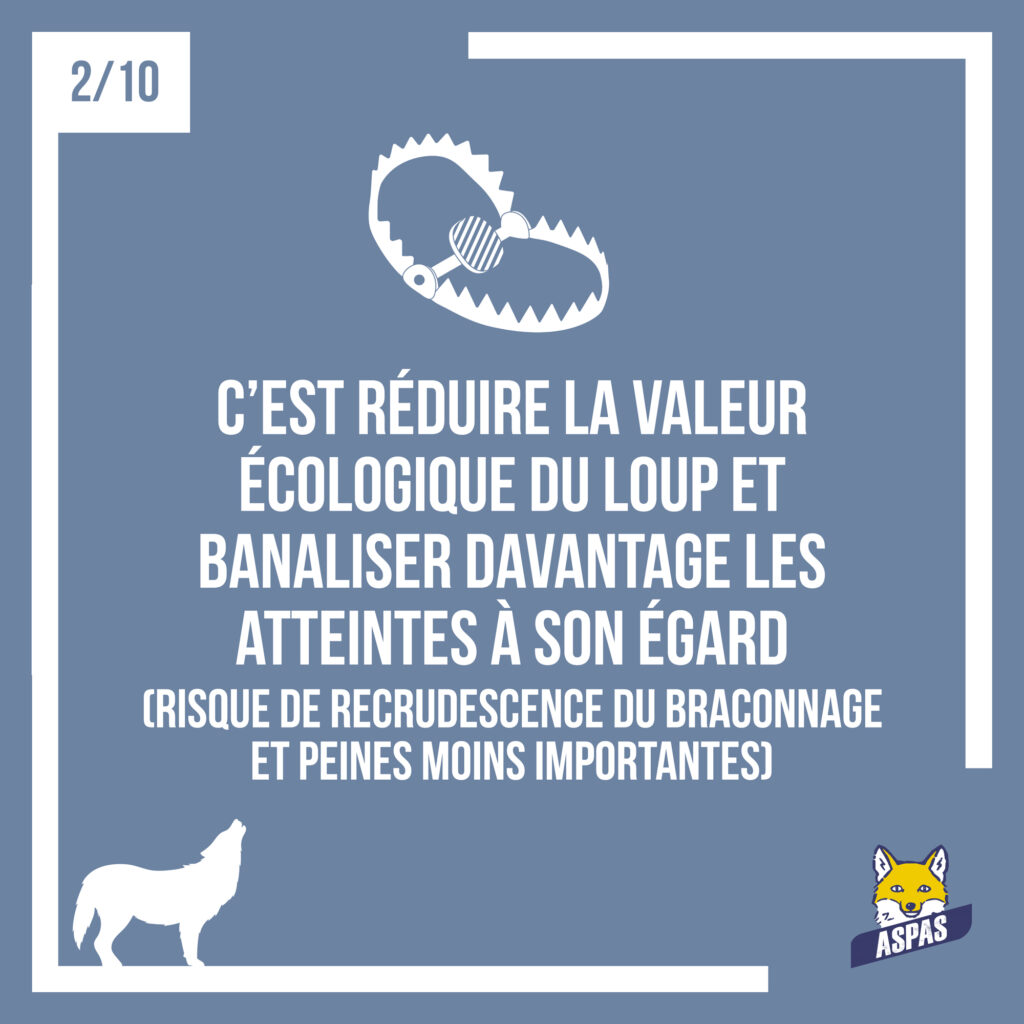 Des loups moins protégés : ce que ça changerait pour eux, et pour nous... 