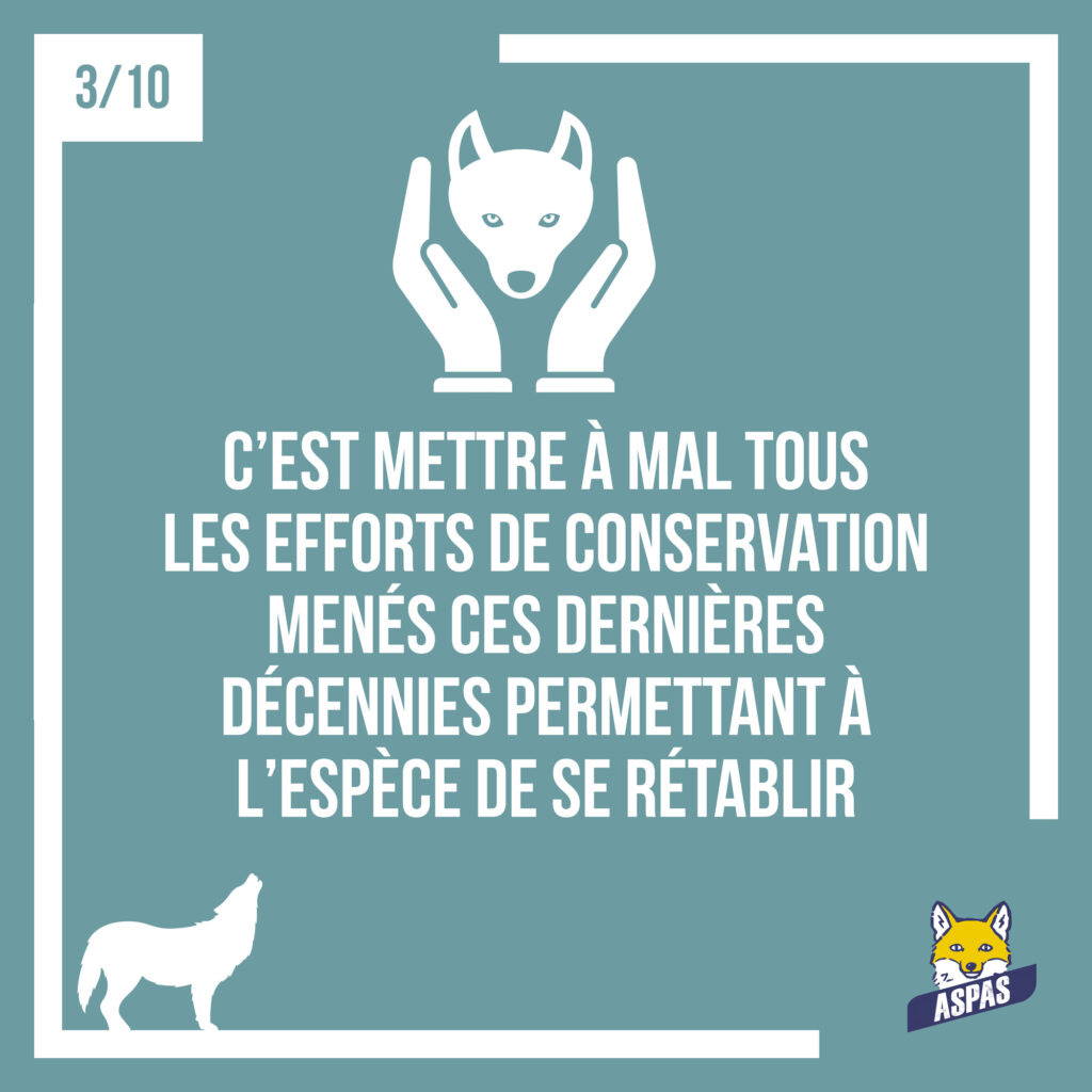 Des loups moins protégés : ce que ça changerait pour eux, et pour nous... 