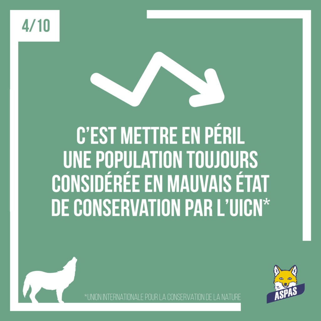 Des loups moins protégés : ce que ça changerait pour eux, et pour nous... 