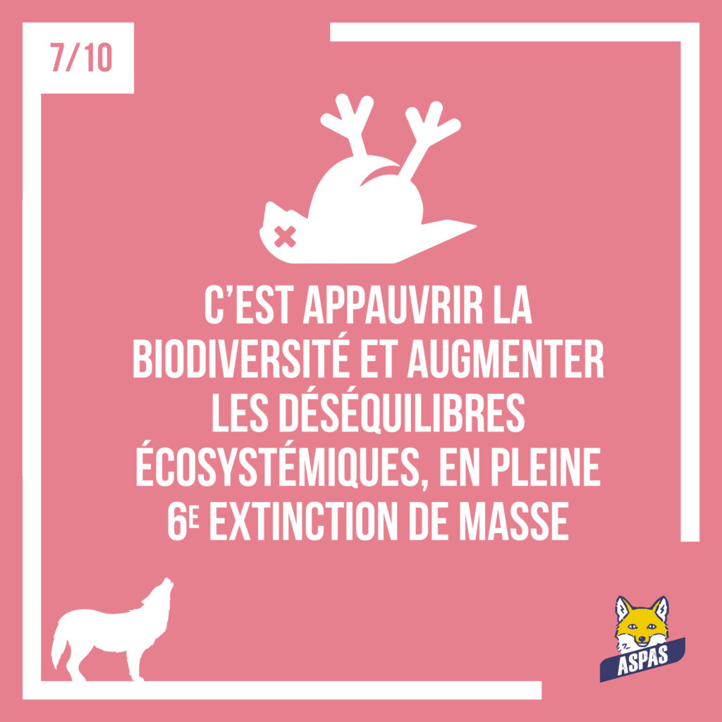 Des loups moins protégés : ce que ça changerait pour eux, et pour nous... 