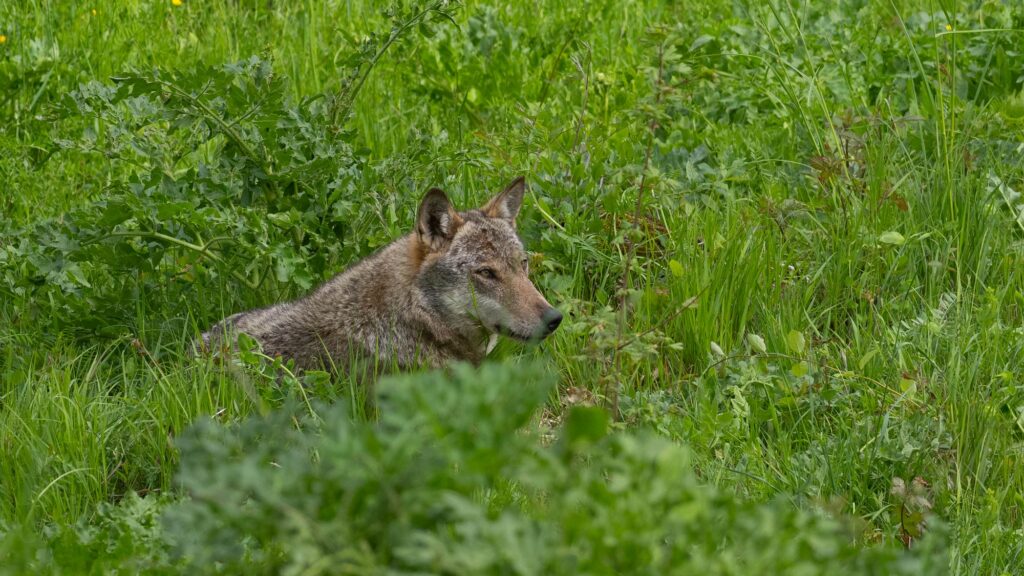 Déclassement du loup : l’État abandonne son projet de décret controversé 