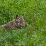 Protection stricte du loup : 300 ONG européennes co-signent une déclaration commune