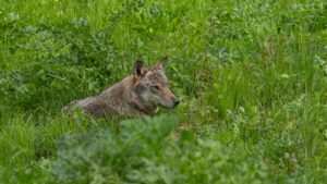 Protection stricte du loup : 300 ONG européennes co-signent une déclaration commune